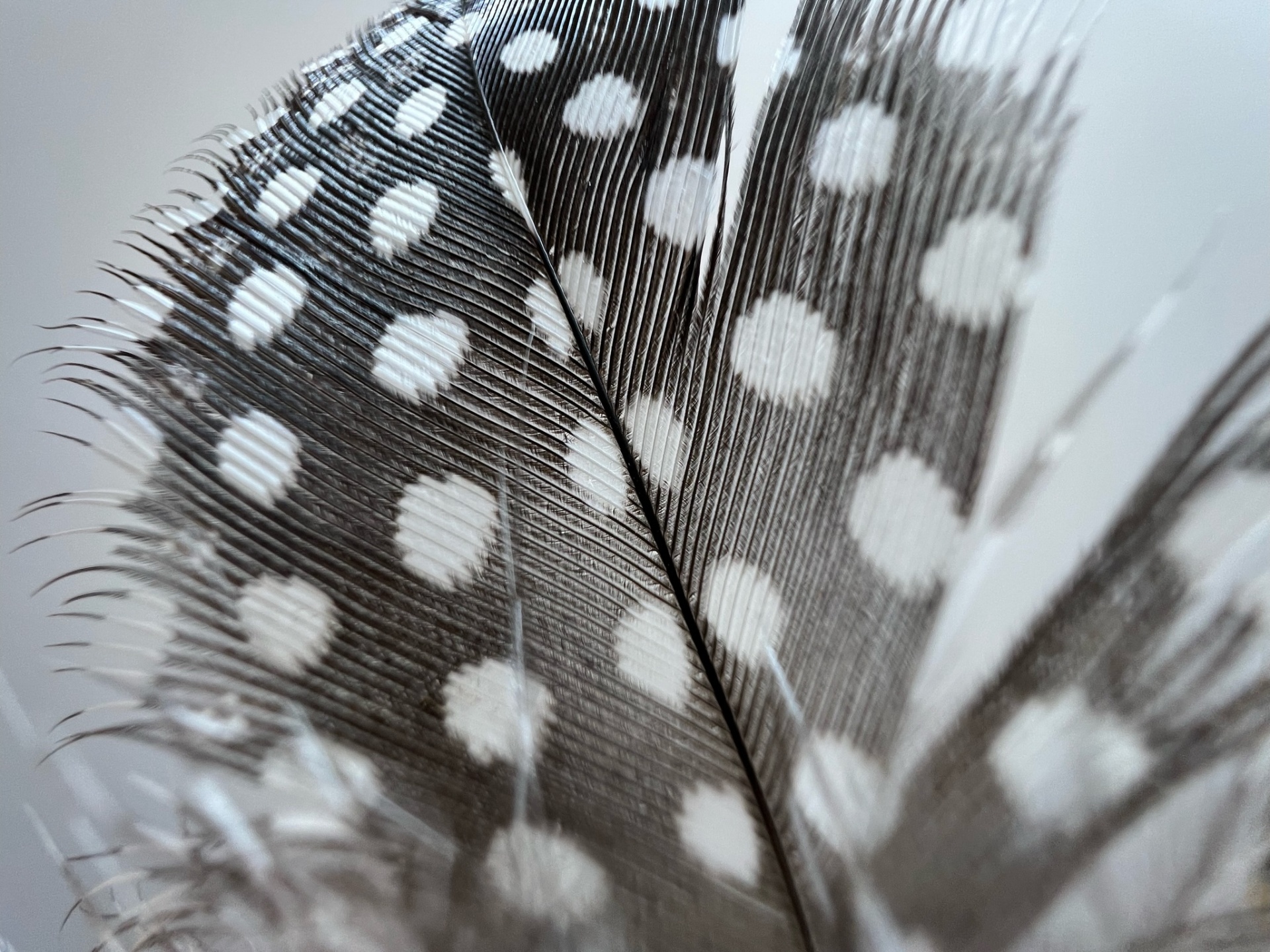 Close-up of a spotted feather